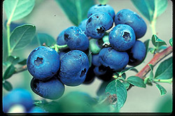 Northblue Blueberry